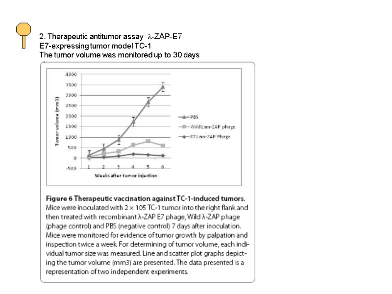 2. Therapeutic antitumor assay  l-ZAP-E7 E7-expressing tumor model TC-1 The tumor volume was